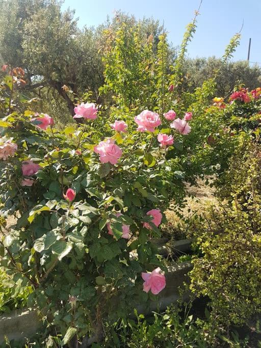 Amalthia Villa Sitia  Buitenkant foto